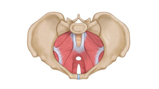 Ilustração em cores mostrando estrutura óssea do quadril e músculo do assoalho pélvico.